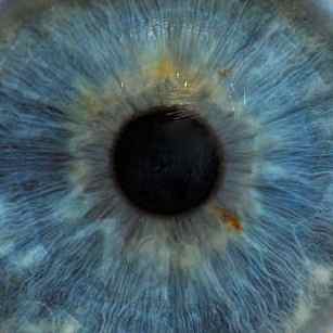 Close-up shot of a blue iris