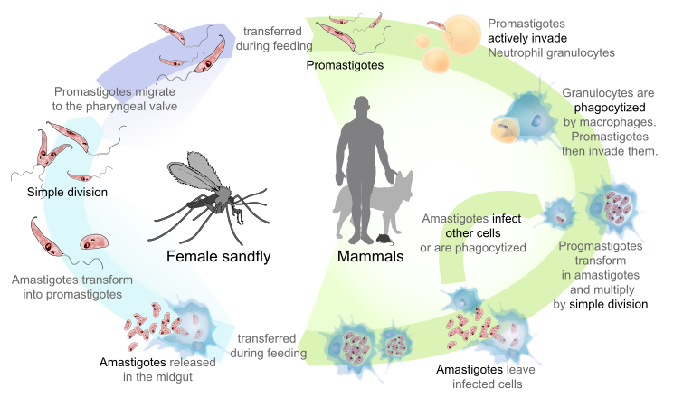 755px-leishmaniasis Life Cycle Diagram En.svg 