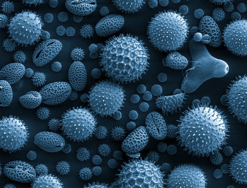 Microscopc image of pollen