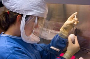 This photograph depicts a microbiologist in what had been the Influenza Branch at the Centers for Disease Control and Prevention (CDC), while she was conducting an experiment inside a negatively-pressurized biological safety cabinet (BSC) within the Biosafety Level 3-enhanced laboratory. The airflow into the BSC helps prevent any airborne virus particles from escaping the confines of the cabinet, and as part of her personal protective equipment (PPE), she was wearing a powered air purifying respirator (PAPR), which was filtering the air that she was breathing.