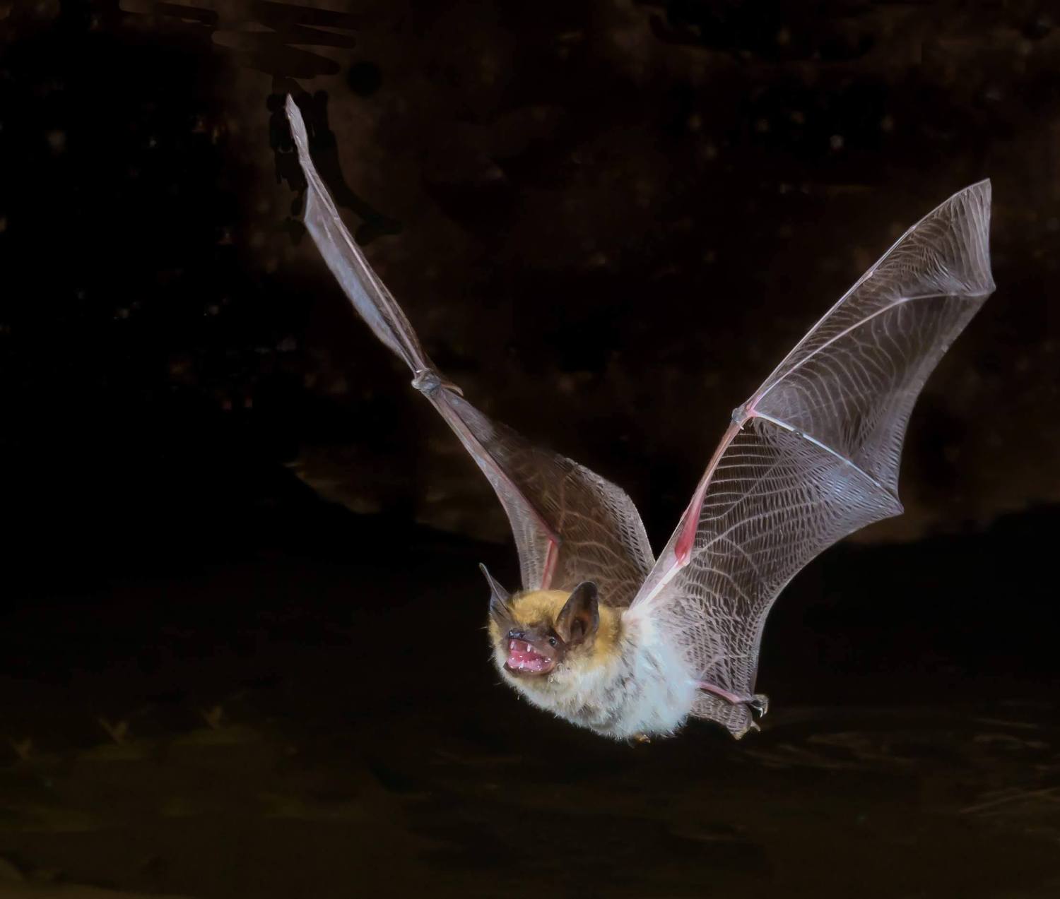 Bats & Rabies What you need to know LocalHealthGuide