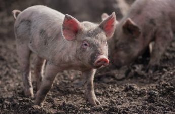 A pig in a muddy pig stye