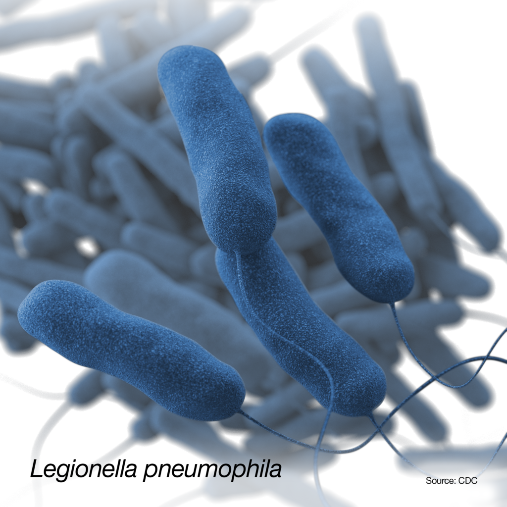 This illustration depicted a three-dimensional (3D), computer-generated image, of a group of Gram-negative, Legionella pneumophila, bacteria. The artistic recreation was based upon scanning electron microscopic (SEM) imagery.