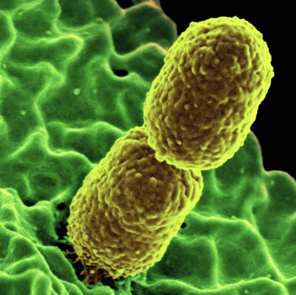 Produced by the National Institute of Allergy and Infectious Diseases (NIAID), this digitally colorized scanning electron microscopic (SEM) image, depicts two, mustard-colored, rod-shaped, carbapenem-resistant Klebsiella pneumoniae (CRKP) bacteria, interacting with a green-colored, human white blood cells (WBC), known specifically as a neutrophil.