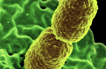 Produced by the National Institute of Allergy and Infectious Diseases (NIAID), this digitally colorized scanning electron microscopic (SEM) image, depicts two, mustard-colored, rod-shaped, carbapenem-resistant Klebsiella pneumoniae (CRKP) bacteria, interacting with a green-colored, human white blood cells (WBC), known specifically as a neutrophil.