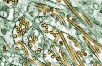 Colorized transmission electron micrograph of Avian influenza A H5N1 viruses (seen in gold). Photo: Courtesy of Cynthia Goldsmith/CDC